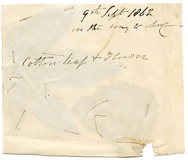 Ejemplar de hojas y flores de algodón prensado, herbario chino, 1862