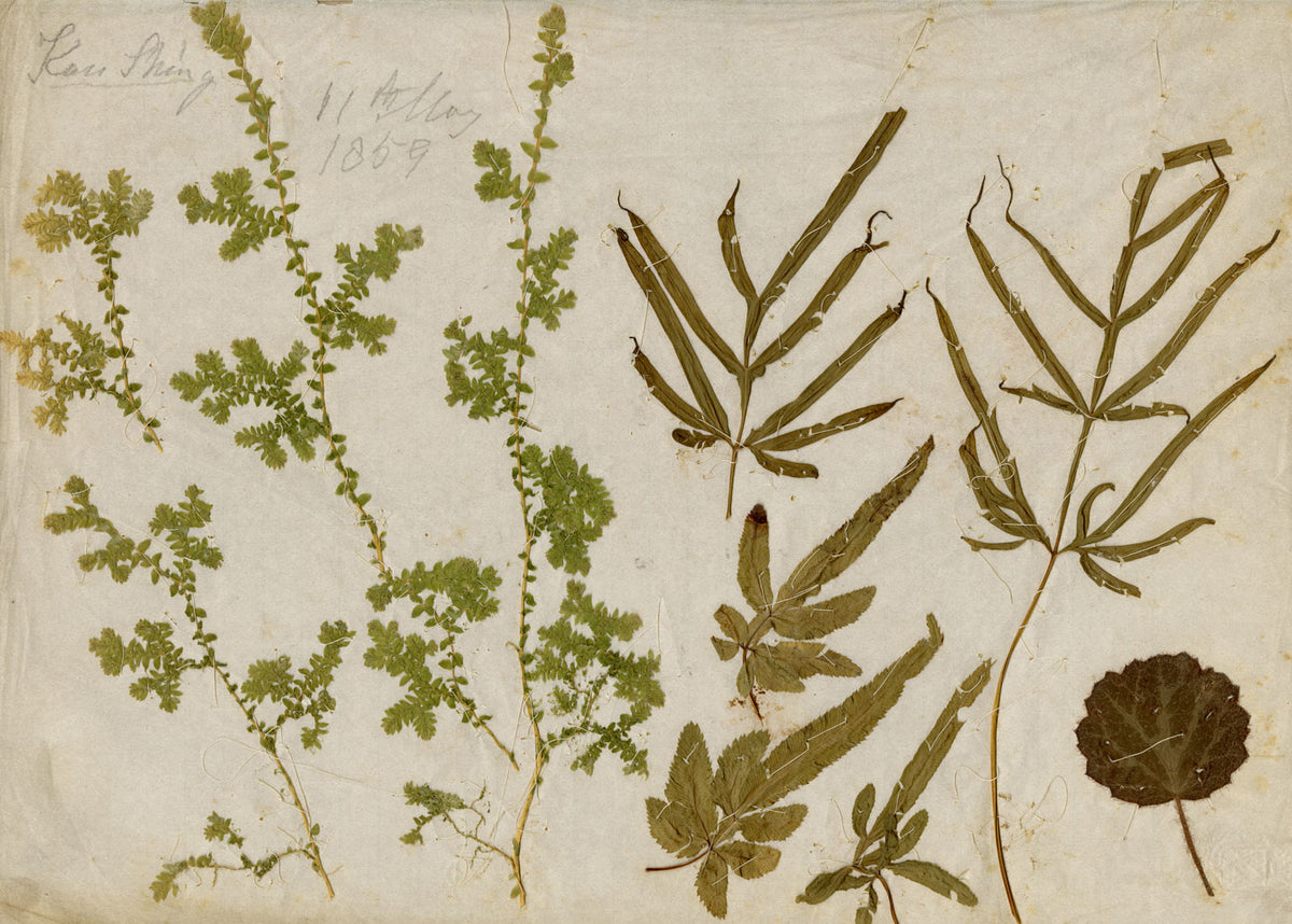 Chinese Herbarium Pressed Leaves from Kau Shing (Qiaosizhen, Hangzhou?) 1859