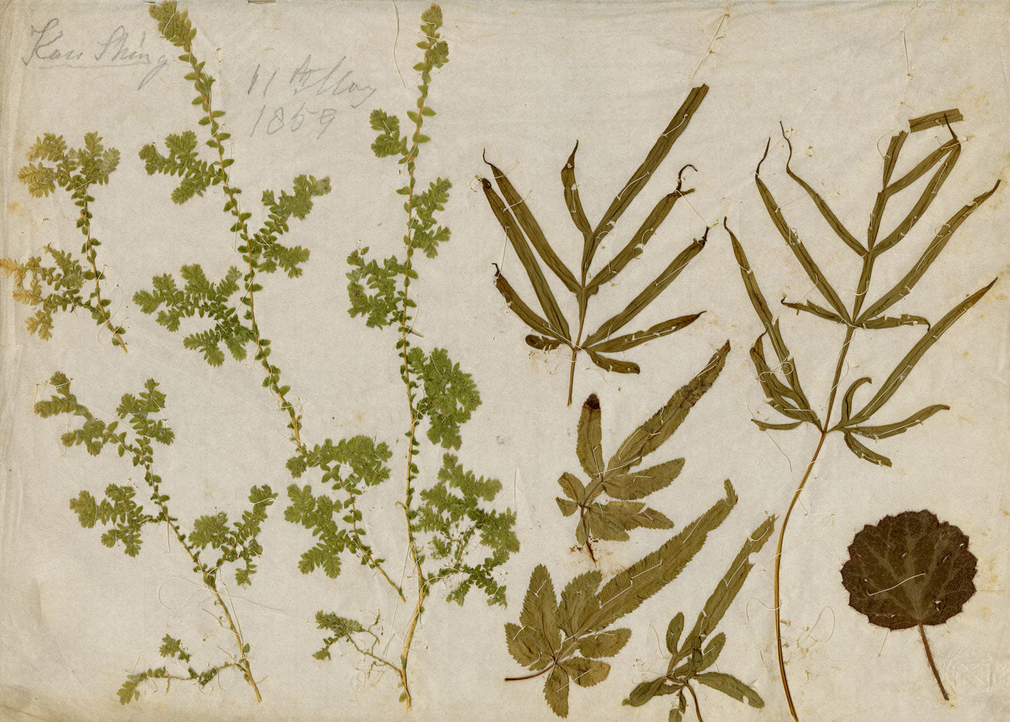 Chinese Herbarium Pressed Leaves from Kau Shing (Qiaosizhen, Hangzhou?) 1859