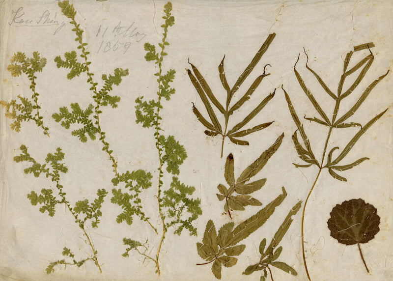 Chinese Herbarium Pressed Leaves from Kau Shing (Qiaosizhen, Hangzhou?) 1859