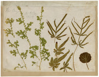 Foglie pressate dell'erbario cinese di Kau Shing (Qiaosizhen, Hangzhou?) 1859