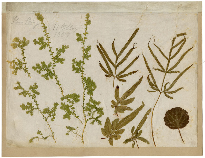 Foglie pressate dell'erbario cinese di Kau Shing (Qiaosizhen, Hangzhou?) 1859