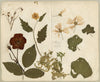 Chinese Herbarium Pressed Flowers from Kau Shing (Qiaosizhen, Hangzhou?) 1859