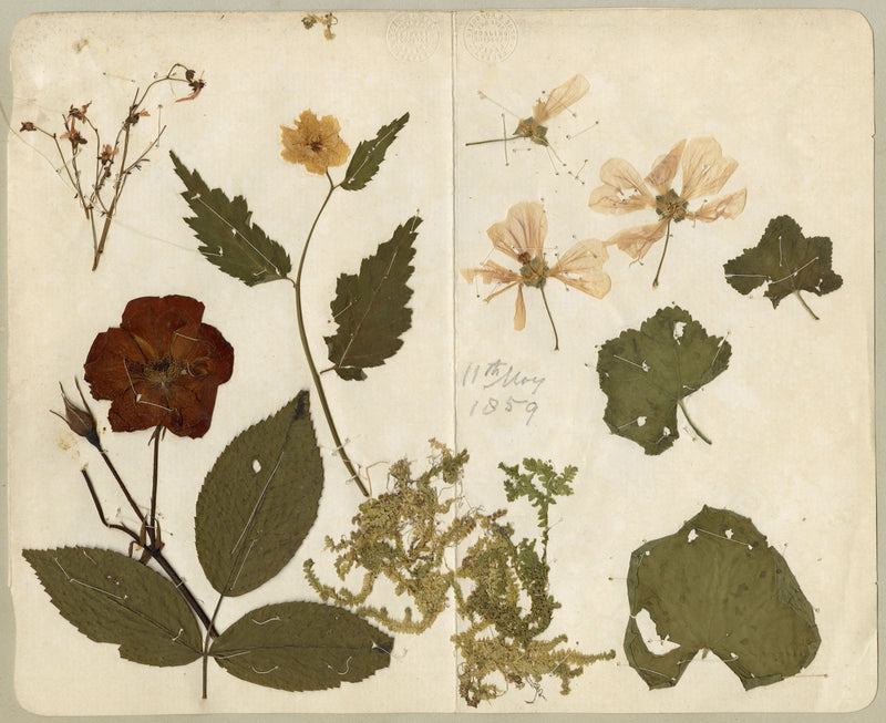 Chinese Herbarium Pressed Flowers from Kau Shing (Qiaosizhen, Hangzhou?) 1859