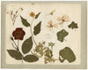 Chinese Herbarium Pressed Flowers from Kau Shing (Qiaosizhen, Hangzhou?) 1859