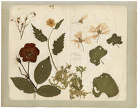 Chinese Herbarium Pressed Flowers from Kau Shing (Qiaosizhen, Hangzhou?) 1859