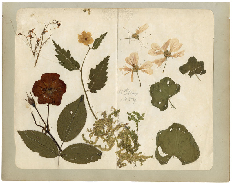Chinese Herbarium Pressed Flowers from Kau Shing (Qiaosizhen, Hangzhou?) 1859