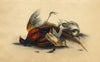 Dead Pheasant Game Birds – Original c.1820 hand-coloured lithograph print