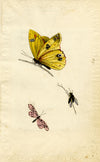 Butterfly & Insect Entomological Studies – Original c.1820 lithograph print