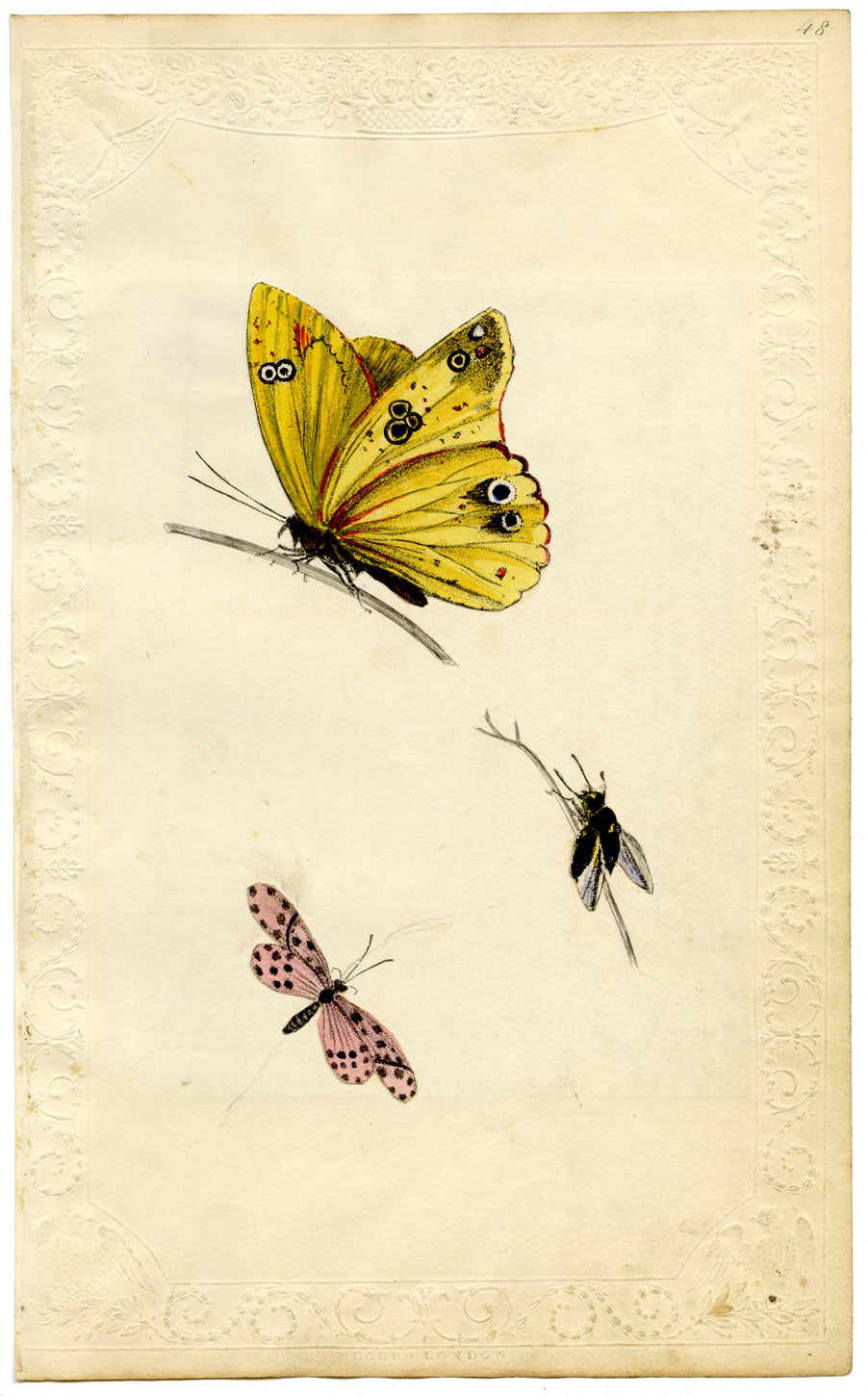 Studi entomologici su farfalle e insetti – Stampa litografica originale del 1820 circa