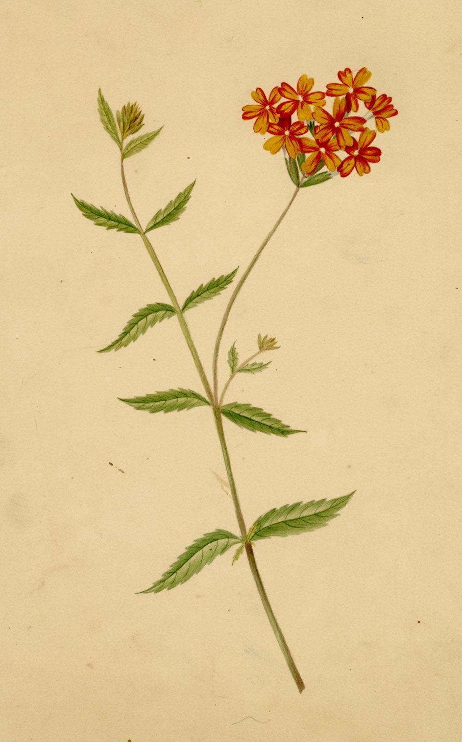 Verbena Coccinea Flower – Original mid-19th-century watercolour painting