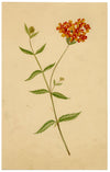 Verbena Coccinea Flower – Original mid-19th-century watercolour painting