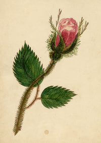 Pink Rose Bud Flower – Original mid-19th-century watercolour painting