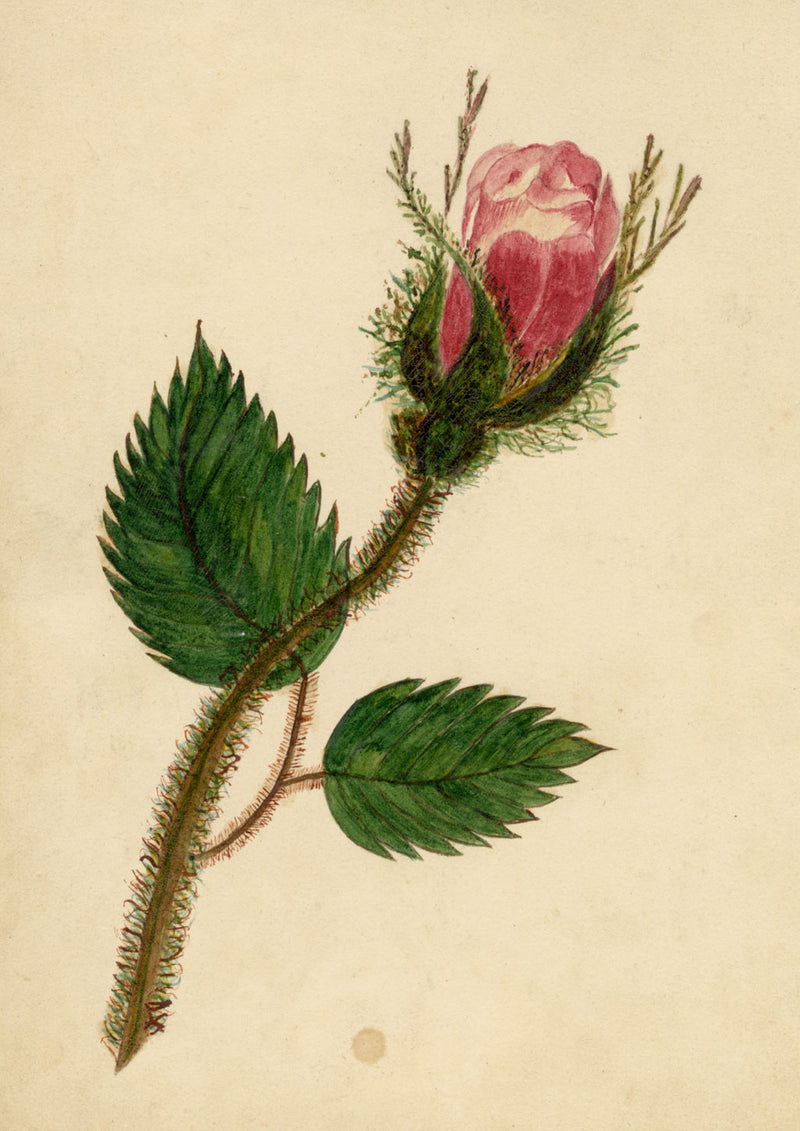 Pink Rose Bud Flower – Original mid-19th-century watercolour painting