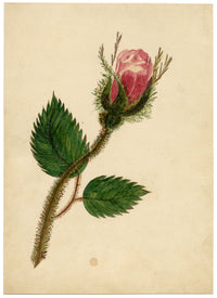 Bocciolo di rosa rosa – Dipinto ad acquerello originale di metà XIX secolo