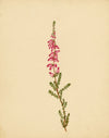 Heather Flower (Erica ciliaris), Brittany – Original c.1835 watercolour painting