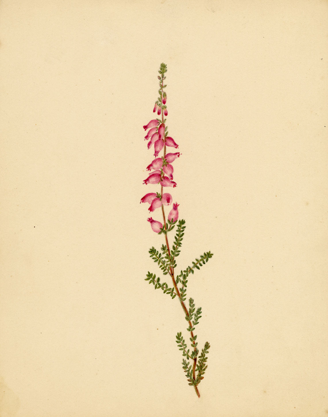 Heather Flower (Erica ciliaris), Brittany – Original c.1835 watercolour painting