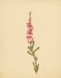 Heather Flower (Erica ciliaris), Brittany – Original c.1835 watercolour painting
