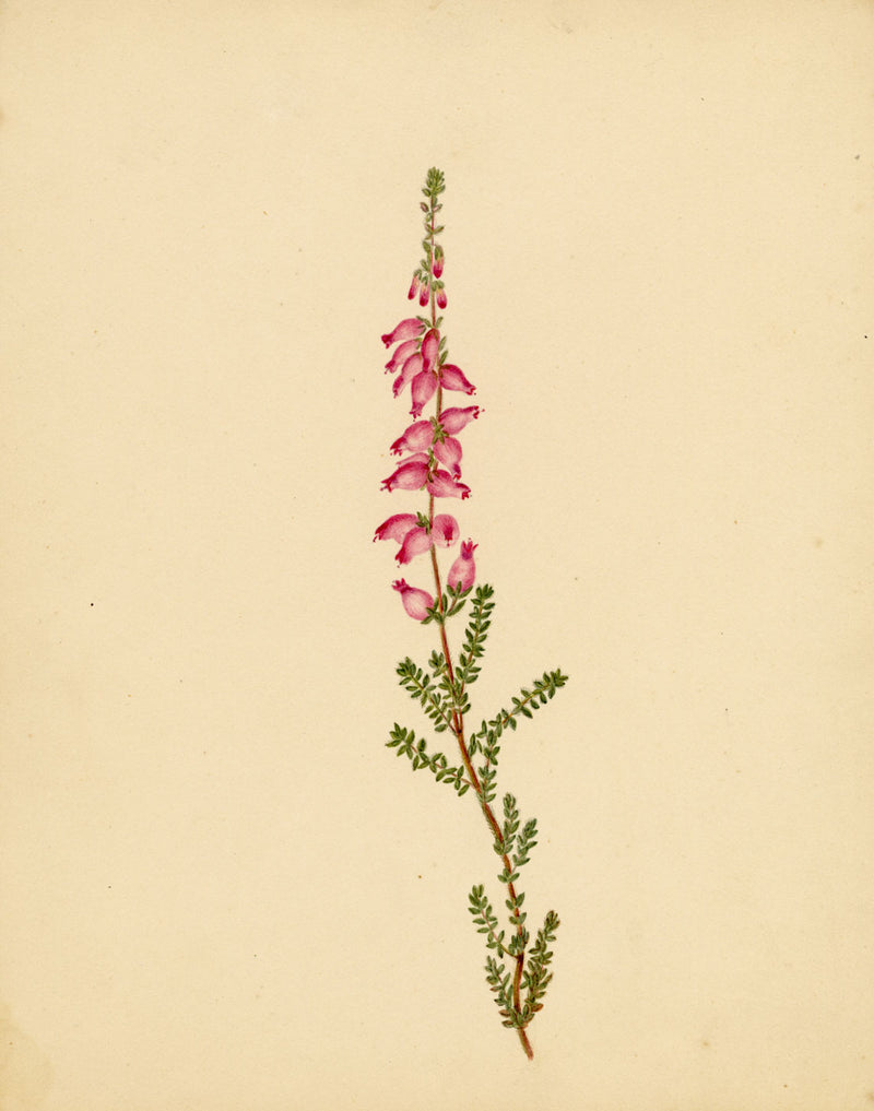 Heather Flower (Erica ciliaris), Brittany – Original c.1835 watercolour painting