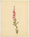 Fiore di erica (Erica ciliaris), Bretagna – Dipinto ad acquerello originale del 1835 circa