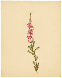 Fiore di erica (Erica ciliaris), Bretagna – Dipinto ad acquerello originale del 1835 circa
