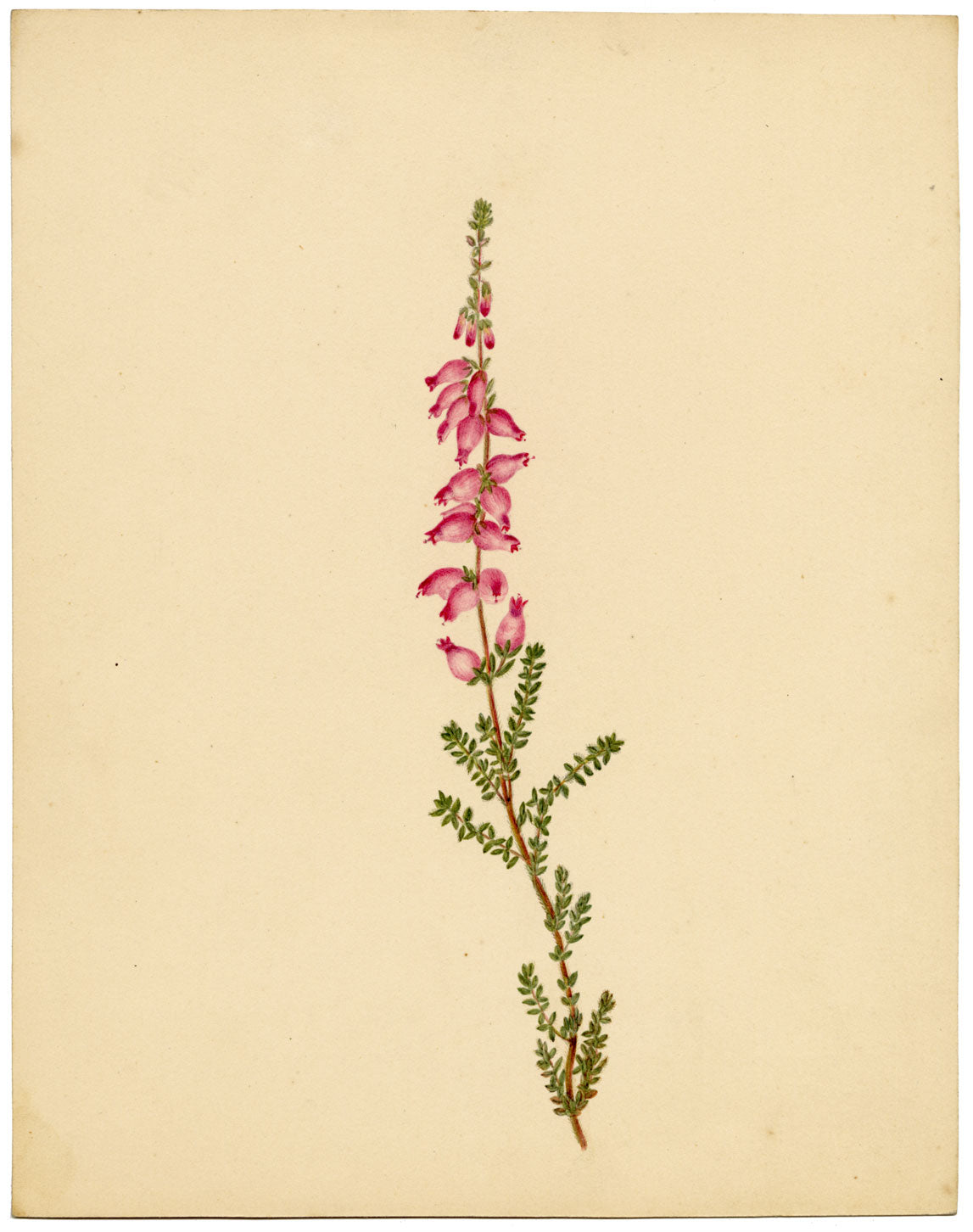Fiore di erica (Erica ciliaris), Bretagna – Dipinto ad acquerello originale del 1835 circa