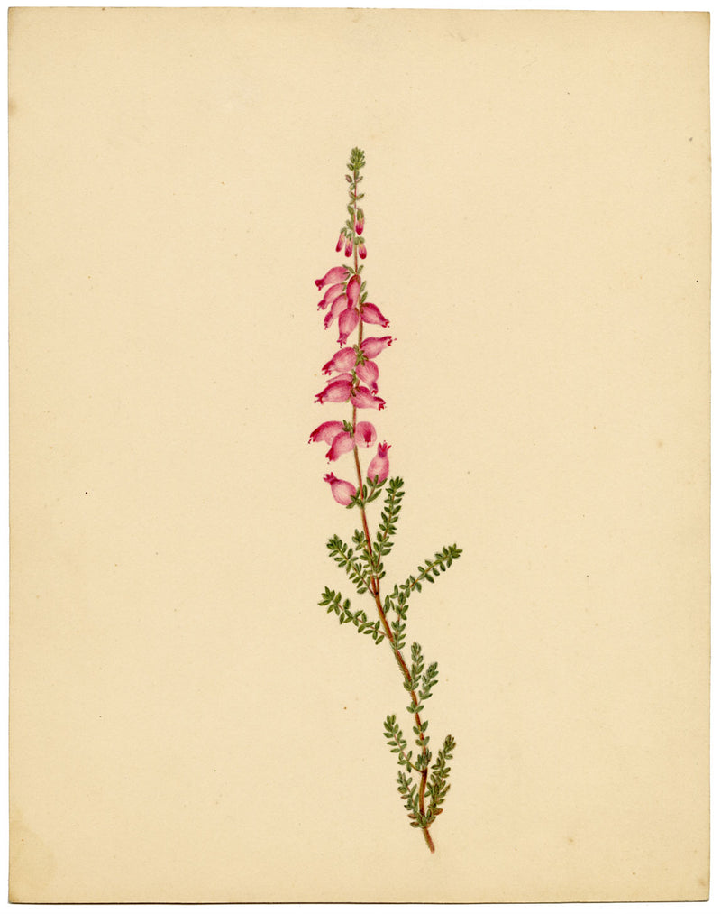 Fiore di erica (Erica ciliaris), Bretagna – Dipinto ad acquerello originale del 1835 circa