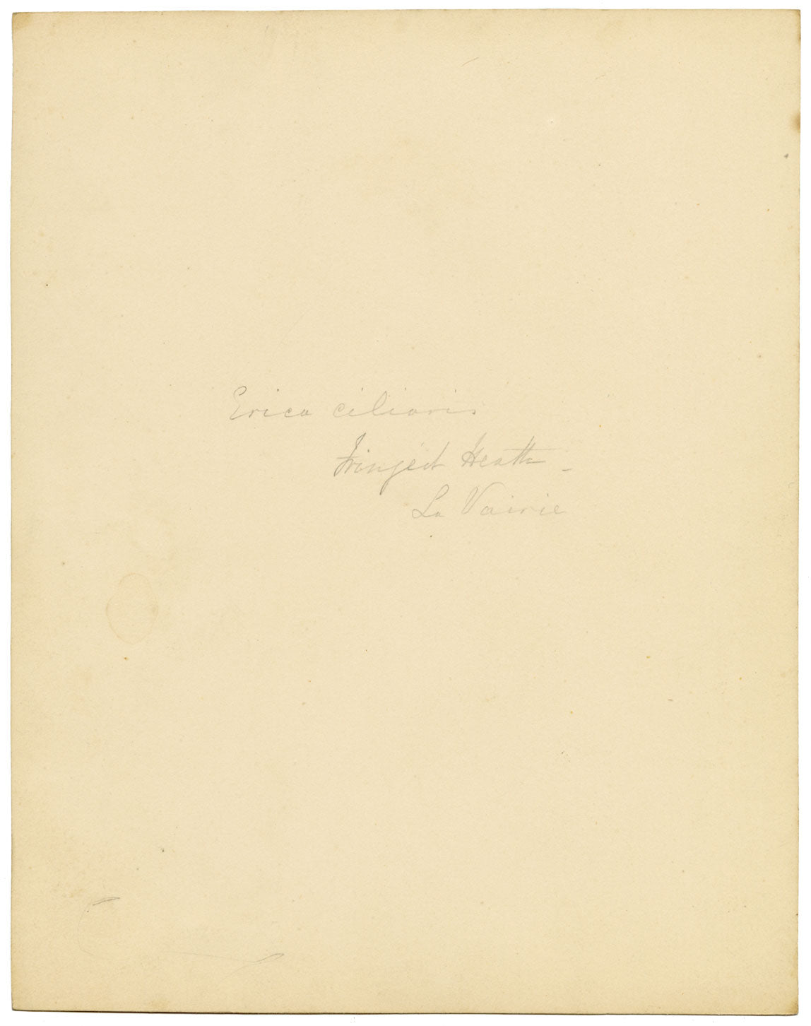 Fiore di erica (Erica ciliaris), Bretagna – Dipinto ad acquerello originale del 1835 circa