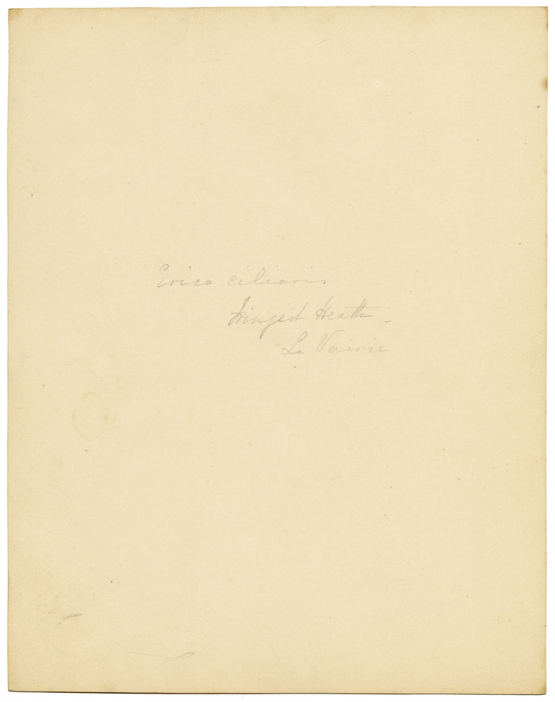 Fiore di erica (Erica ciliaris), Bretagna – Dipinto ad acquerello originale del 1835 circa