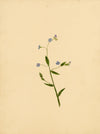 True Forget-me-not Flower (Myosotis scorpioides) – c.1835 watercolour painting