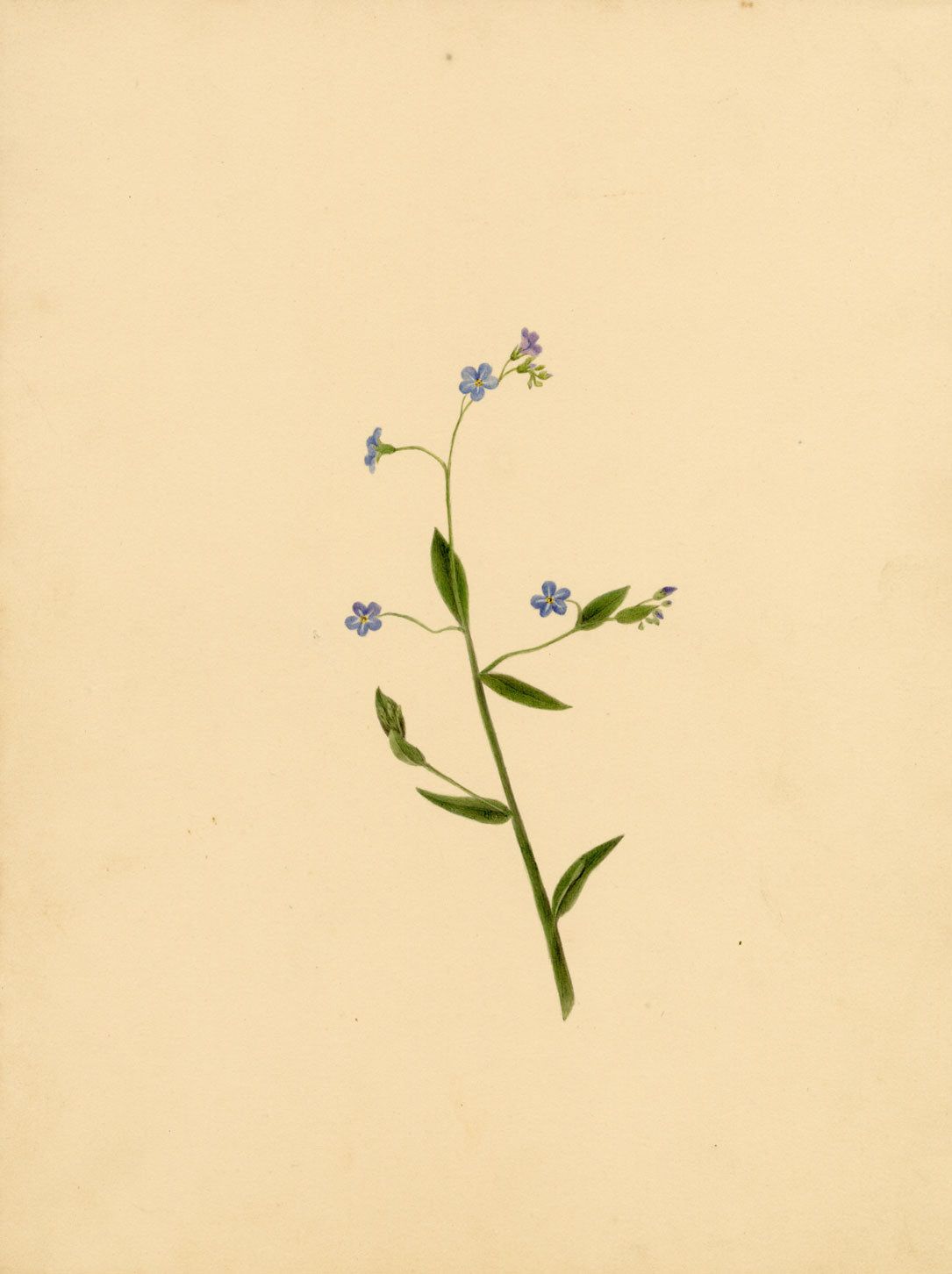 True Forget-me-not Flower (Myosotis scorpioides) – c.1835 watercolour painting