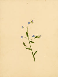 True Forget-me-not Flower (Myosotis scorpioides) – c.1835 watercolour painting