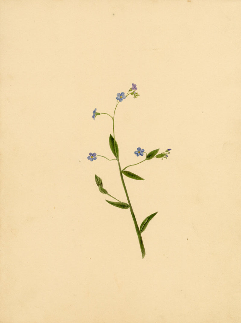 True Forget-me-not Flower (Myosotis scorpioides) – c.1835 watercolour painting