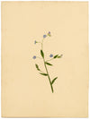True Forget-me-not Flower (Myosotis scorpioides) – c.1835 watercolour painting