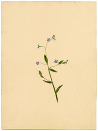 True Forget-me-not Flower (Myosotis scorpioides) – c.1835 watercolour painting