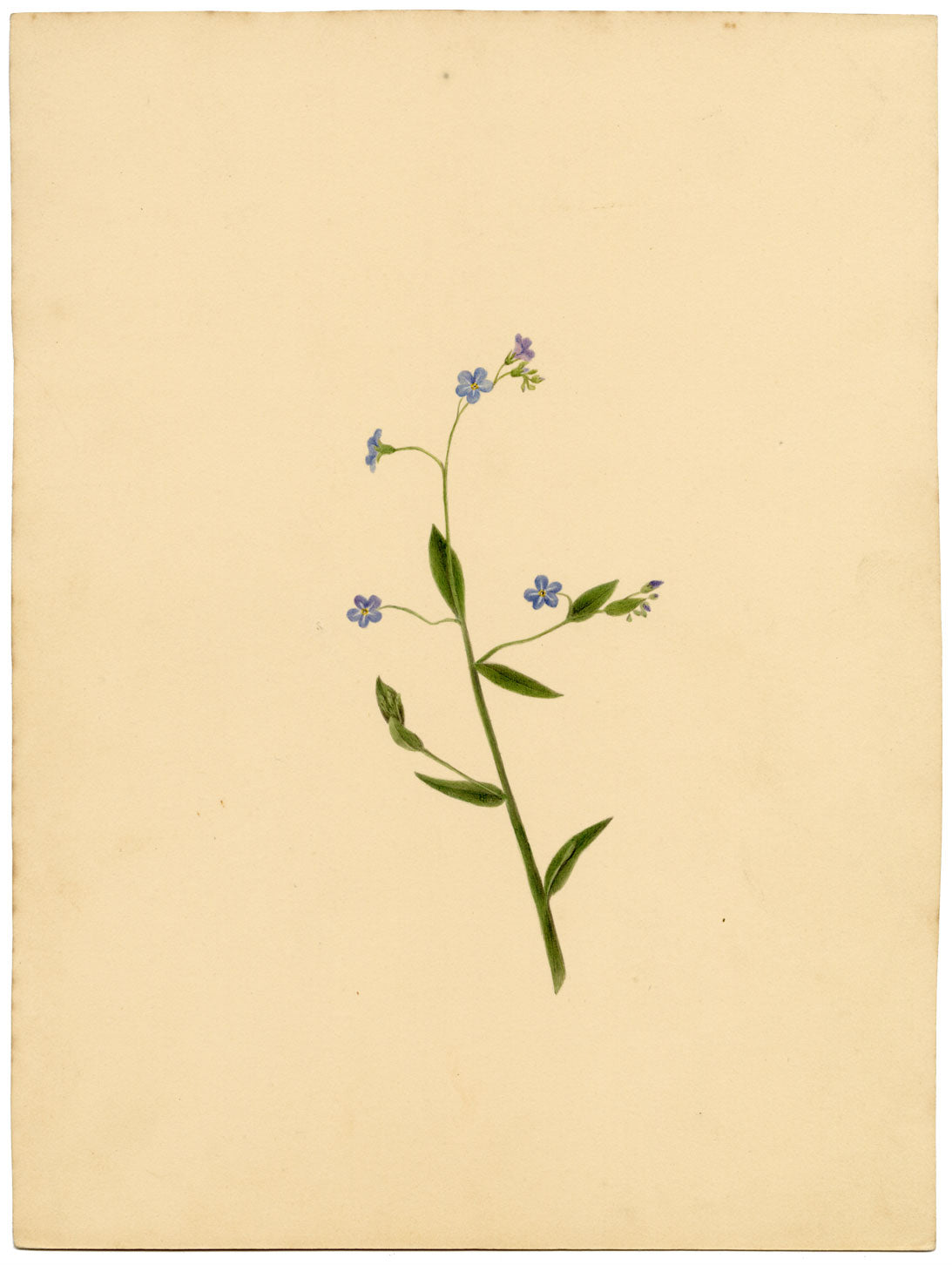 True Forget-me-not Flower (Myosotis scorpioides) – c.1835 watercolour painting