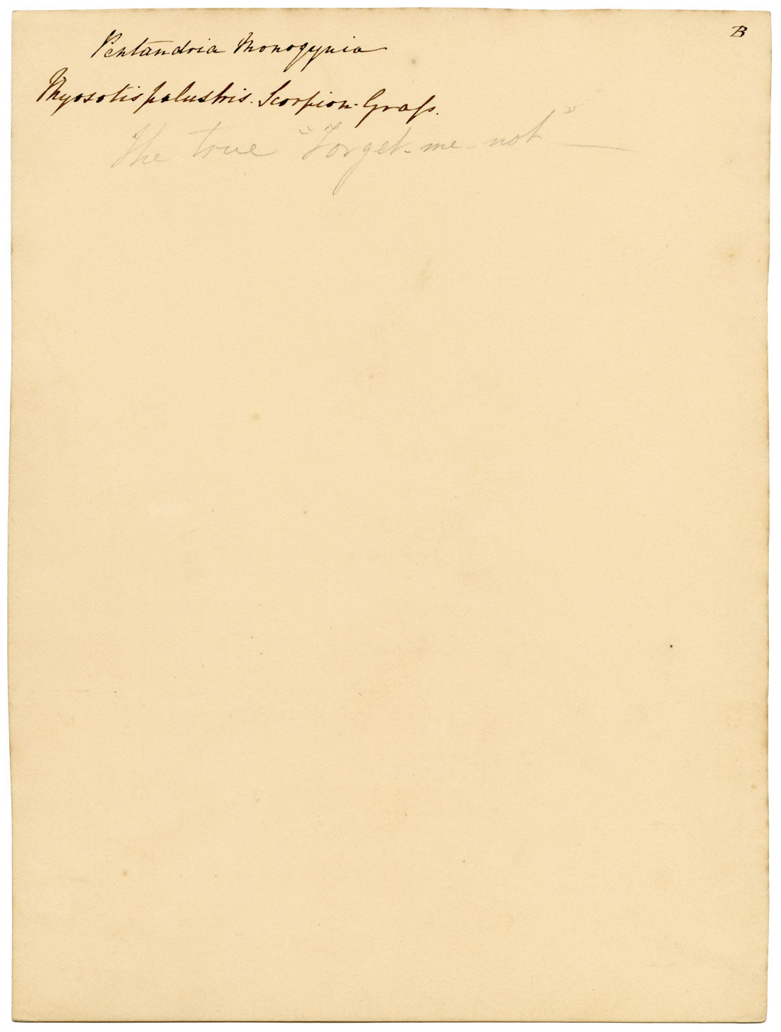 True Forget-me-not Flower (Myosotis scorpioides) – c.1835 watercolour painting