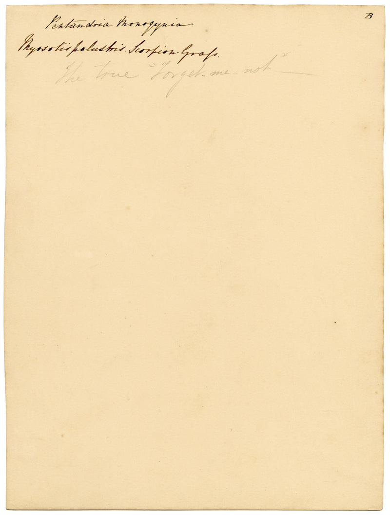 True Forget-me-not Flower (Myosotis scorpioides) – c.1835 watercolour painting