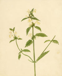 Downy Hemp-nettle Flower (Galeopsis segetum) – c.1835 watercolour painting