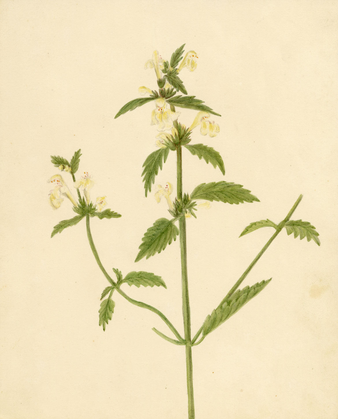 Downy Hemp-nettle Flower (Galeopsis segetum) – c.1835 watercolour painting