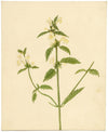 Fiore di canapa-ortica lanuginosa (Galeopsis segetum) – dipinto ad acquerello del 1835 circa