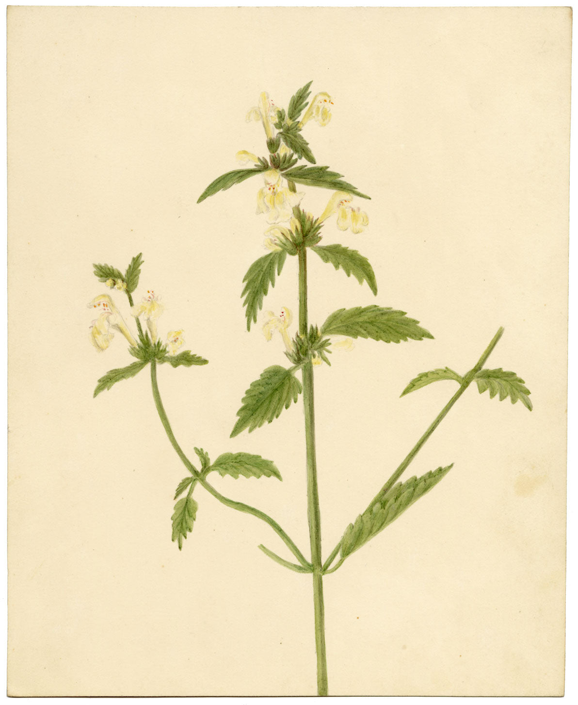 Fiore di canapa-ortica lanuginosa (Galeopsis segetum) – dipinto ad acquerello del 1835 circa