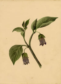 Deadly Nightshade Flower (Atropa belladonna) – c.1835 watercolour painting