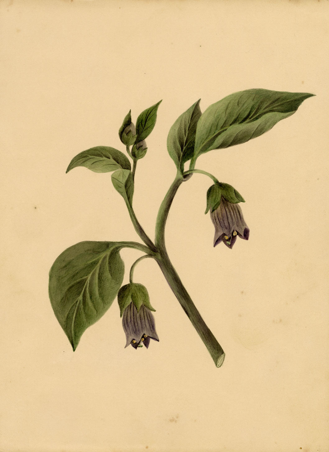 Deadly Nightshade Flower (Atropa belladonna) – c.1835 watercolour painting