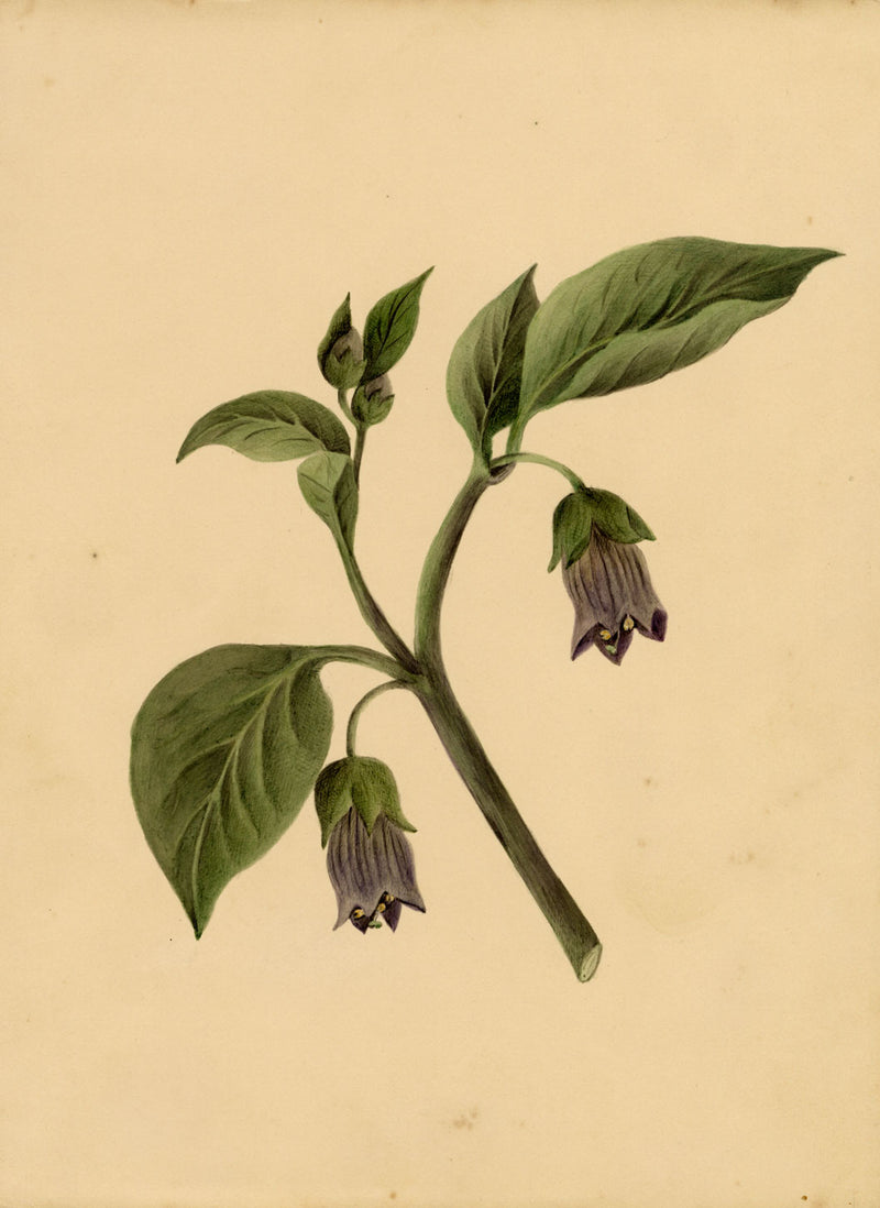 Deadly Nightshade Flower (Atropa belladonna) – c.1835 watercolour painting