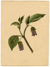 Atropa belladonna (flor de la belladona) – acuarela de c.1835