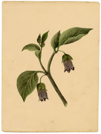 Atropa belladonna (flor de la belladona) – acuarela de c.1835