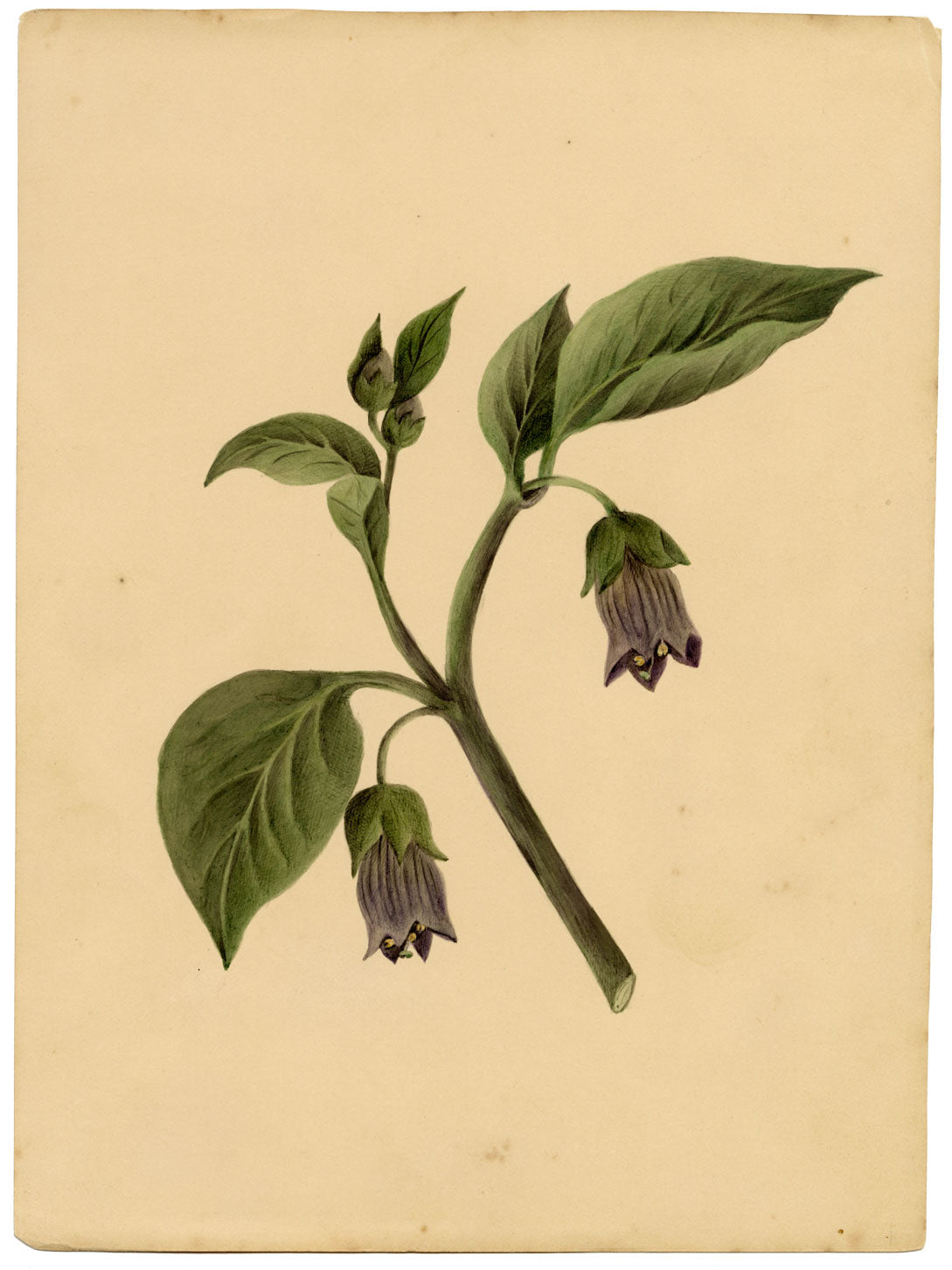 Atropa belladonna (flor de la belladona) – acuarela de c.1835