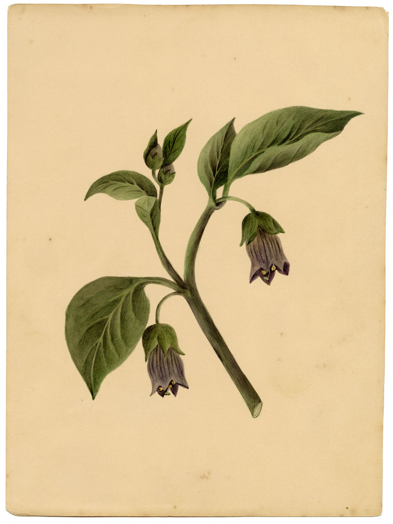 Atropa belladonna (flor de la belladona) – acuarela de c.1835