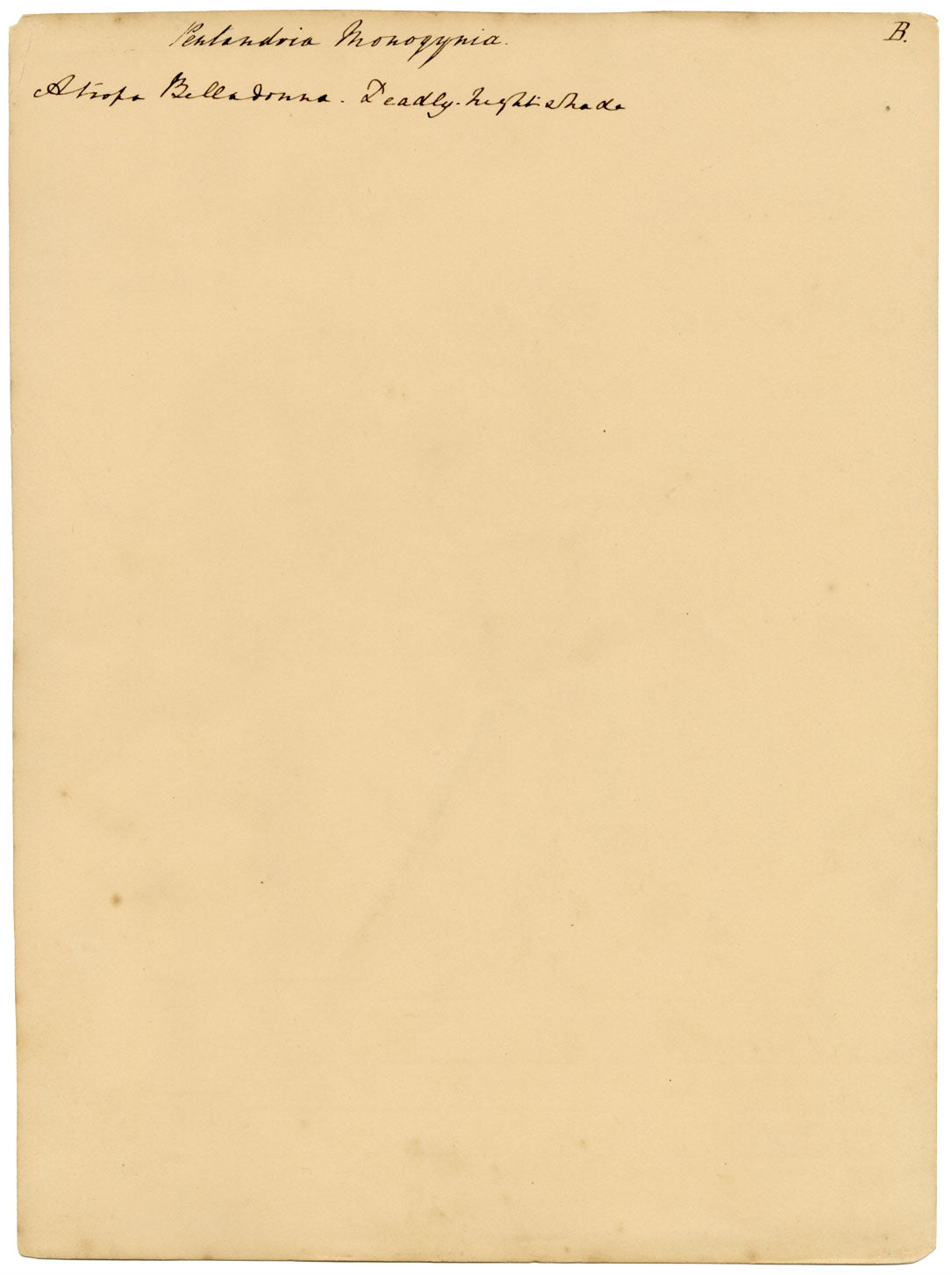 Atropa belladonna (flor de la belladona) – acuarela de c.1835